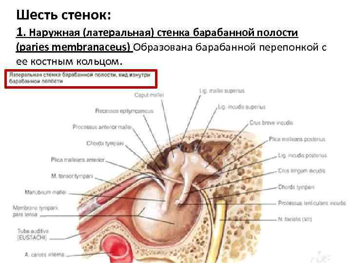 Шесть стенок: 1. Наружная (латеральная) стенка барабанной полости (paries membranaceus) Образована барабанной перепонкой с