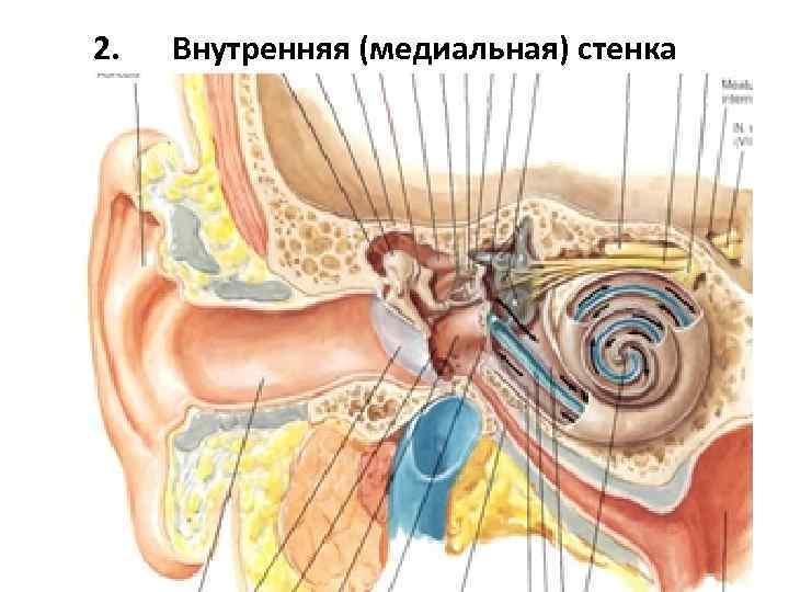 2. Внутренняя (медиальная) стенка 