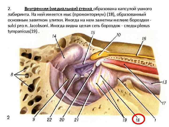 2. Внутренняя (медиальная) стенка образована капсулой ушного лабиринта. На ней имеется мыс (промонториум) (18),