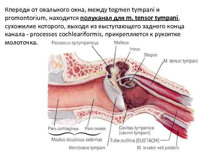 Кпереди от овального окна, между tegmen tympani и promontorium, находится полуканал для m. tensor