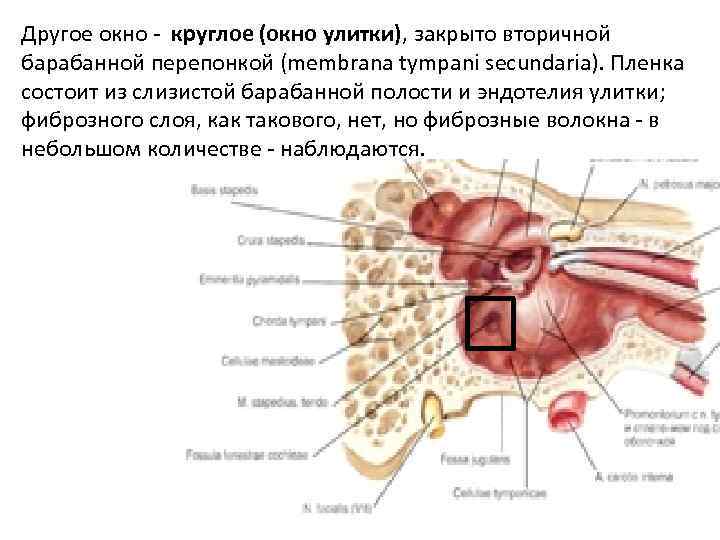 Другое окно - круглое (окно улитки), закрыто вторичной барабанной перепонкой (membrana tympani secundaria). Пленка