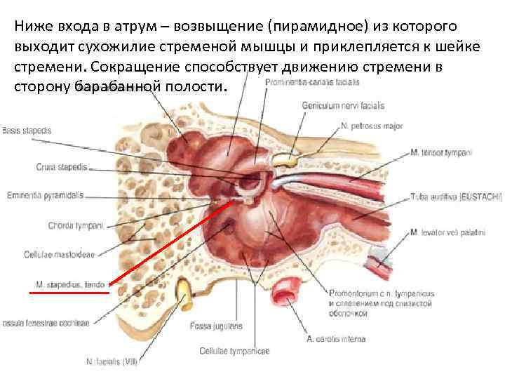 Ниже входа в атрум – возвыщение (пирамидное) из которого выходит сухожилие стременой мышцы и