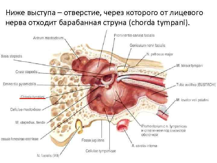 Ниже выступа – отверстие, через которого от лицевого нерва отходит барабанная струна (chorda tympani).