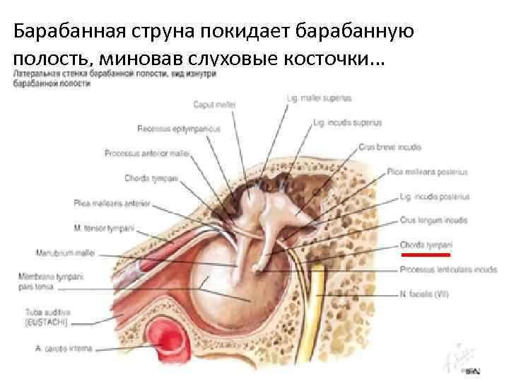 Барабанная струна покидает барабанную полость, миновав слуховые косточки… 