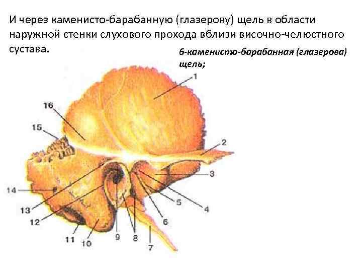 И через каменисто-барабанную (глазерову) щель в области наружной стенки слухового прохода вблизи височно-челюстного сустава.