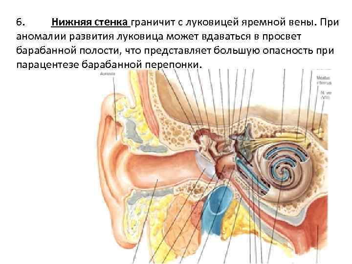 6. Нижняя стенка граничит с луковицей яремной вены. При аномалии развития луковица может вдаваться