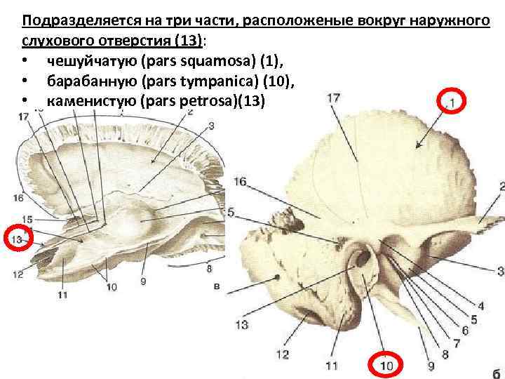 Подразделяется на три части, расположеные вокруг наружного слухового отверстия (13): • чешуйчатую (pars squamosa)