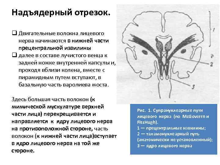 Надъядерный отрезок. q Двигательные волокна лицевого нерва начинаются в нижней части прецентральной извилины q