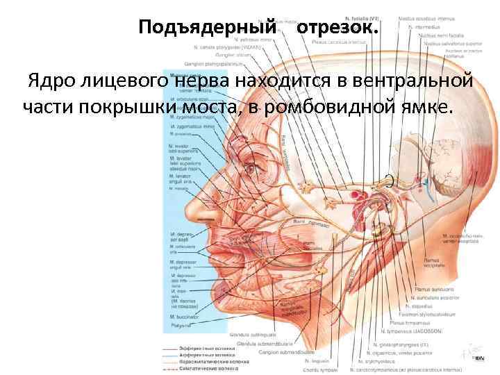  Подъядерный отрезок. Ядро лицевого нерва находится в вентральной части покрышки моста, в ромбовидной