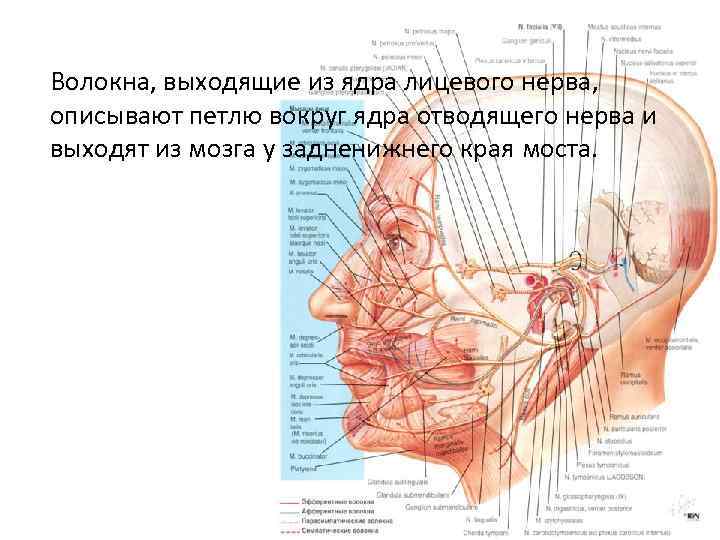 Волокна, выходящие из ядра лицевого нерва, описывают петлю вокруг ядра отводящего нерва и выходят