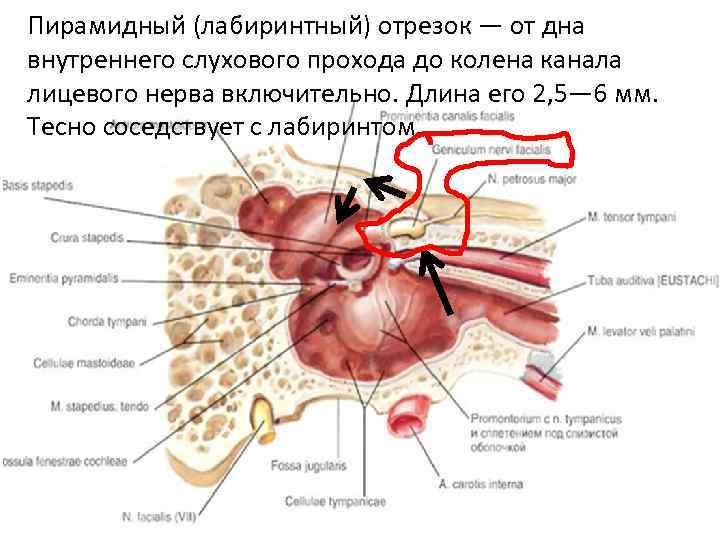 Пирамидный (лабиринтный) отрезок — от дна внутреннего слухового прохода до колена канала лицевого нерва