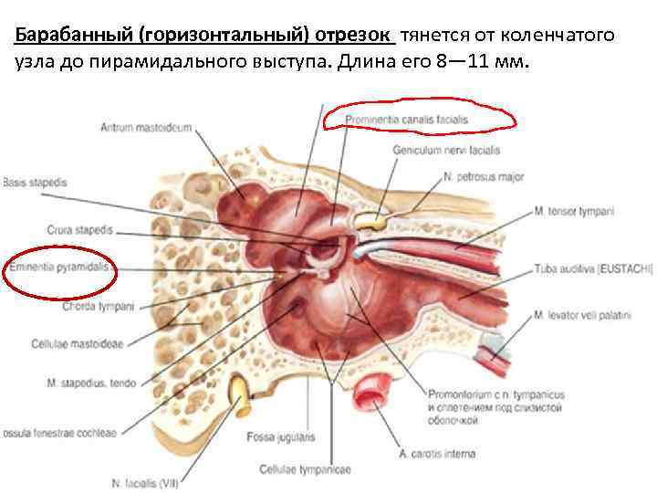 Барабанный (горизонтальный) отрезок тянется от коленчатого узла до пирамидального выступа. Длина его 8— 11