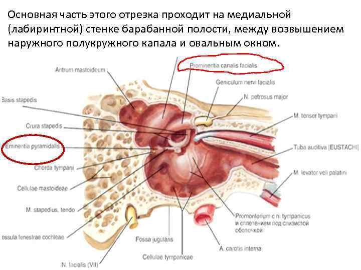 Основная часть этого отрезка проходит на медиальной (лабиринтной) стенке барабанной полости, между возвышением наружного