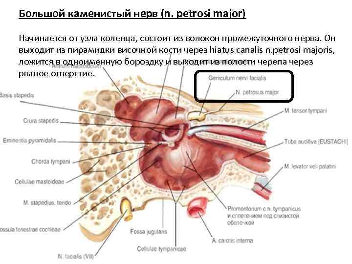 Большой каменистый нерв (n. petrosi major) Начинается от узла коленца, состоит из волокон промежуточного