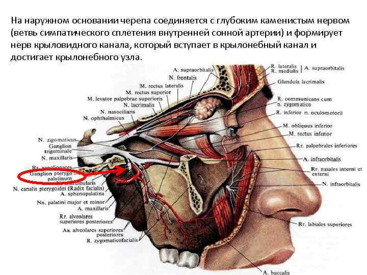 На наружном основании черепа соединяется с глубоким каменистым нервом (ветвь симпатического сплетения внутренней сонной