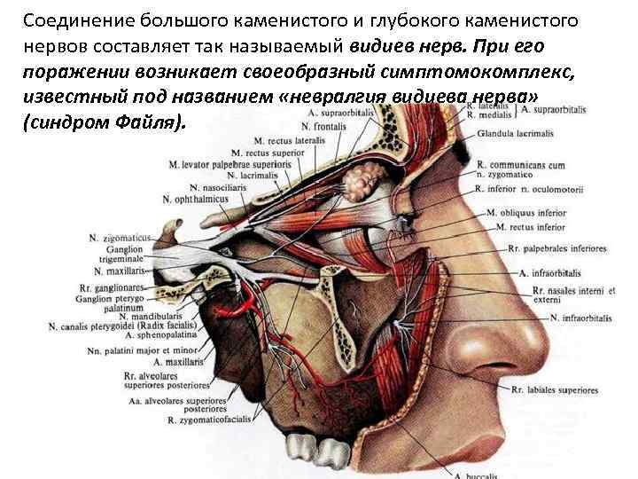 Соединение большого каменистого и глубокого каменистого нервов составляет так называемый видиев нерв. При его