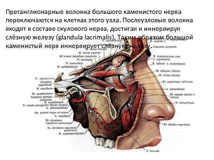 Преганглионарные волокна большого каменистого нерва переключаются на клетках этого узла. Послеузловые волокна входят в