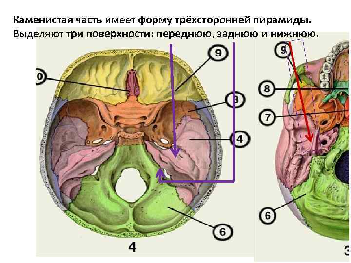 Каменистая часть имеет форму трёхсторонней пирамиды. Выделяют три поверхности: переднюю, заднюю и нижнюю. 