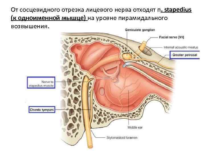 От сосцевидного отрезка лицевого нерва отходят п. stapedius (к одноименной мышце) на уровне пирамидального