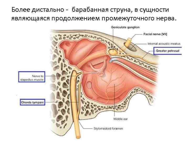 Более дистально - барабанная струна, в сущности являющаяся продолжением промежуточного нерва. 