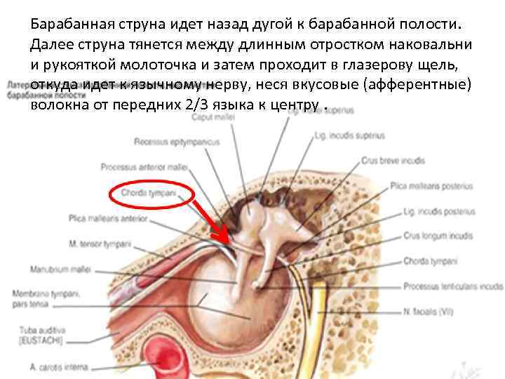 Барабанная струна идет назад дугой к барабанной полости. Далее струна тянется между длинным отростком