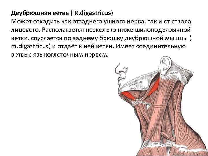 Двубрюшная ветвь ( R. digastricus) Может отходить как отзаднего ушного нерва, так и от