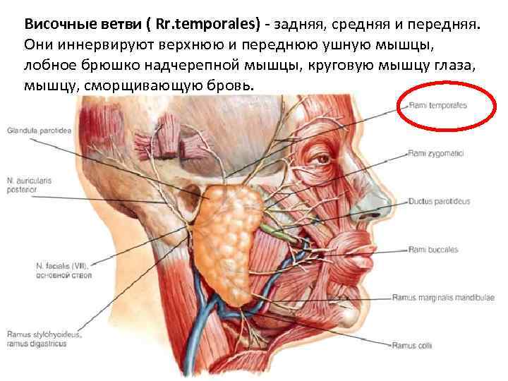 Височные ветви ( Rr. temporales) - задняя, средняя и передняя. Они иннервируют верхнюю и