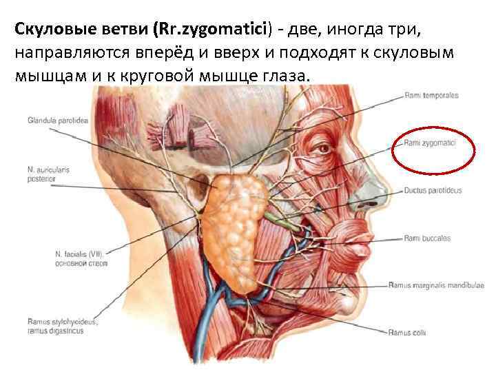 Скуловые ветви (Rr. zygomatici) - две, иногда три, направляются вперёд и вверх и подходят