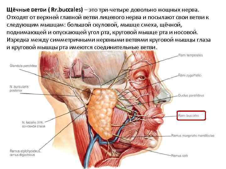 Щёчные ветви ( Rr. buccales) – это три-четыре довольно мощных нерва. Отходят от верхней