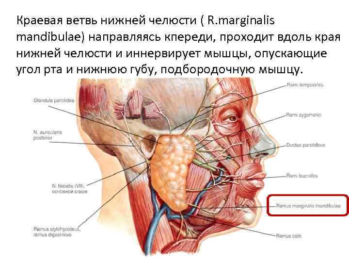 Краевая ветвь нижней челюсти ( R. marginalis mandibulae) направляясь кпереди, проходит вдоль края нижней