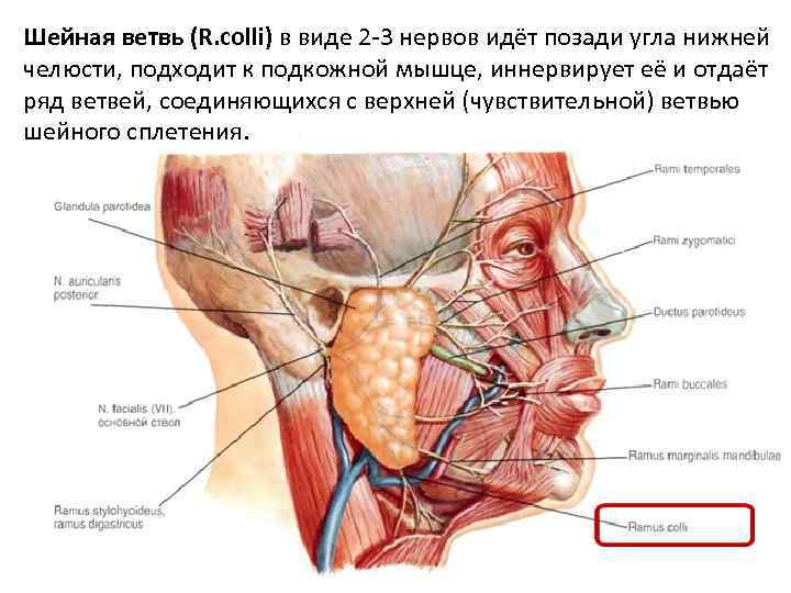 Шейная ветвь (R. colli) в виде 2 -3 нервов идёт позади угла нижней челюсти,