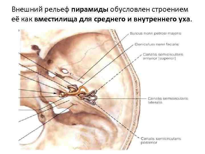 Внешний рельеф пирамиды обусловлен строением её как вместилища для среднего и внутреннего уха. 