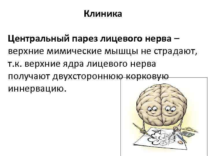 Клиника Центральный парез лицевого нерва – верхние мимические мышцы не страдают, т. к. верхние