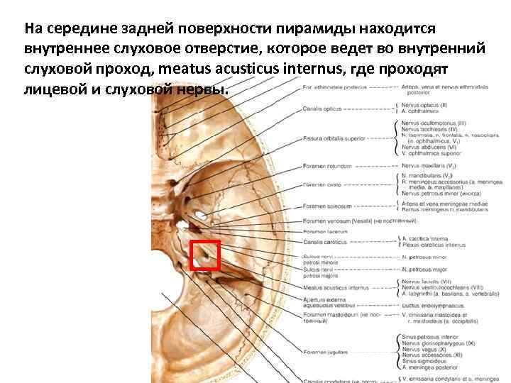 На середине задней поверхности пирамиды находится внутреннее слуховое отверстие, которое ведет во внутренний слуховой