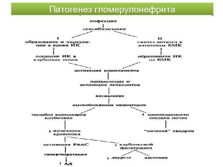 Патогенез гломерулонефрита 