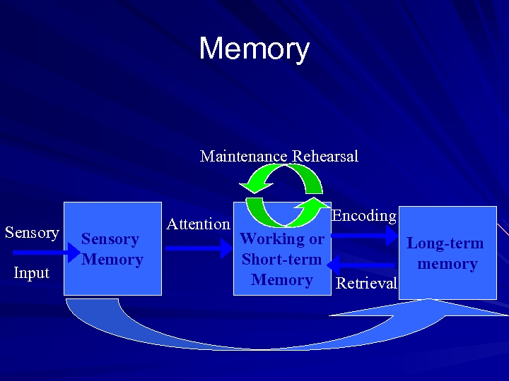 Memory Maintenance Rehearsal Sensory Input Sensory Memory Attention Encoding Working or Long-term Short-term memory