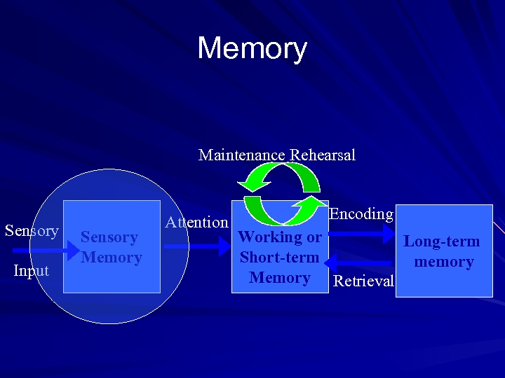 Memory Maintenance Rehearsal Sensory Input Sensory Memory Attention Encoding Working or Long-term Short-term memory