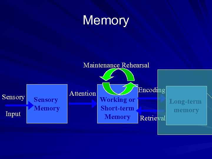 Memory Maintenance Rehearsal Sensory Input Sensory Memory Attention Encoding Working or Long-term Short-term memory