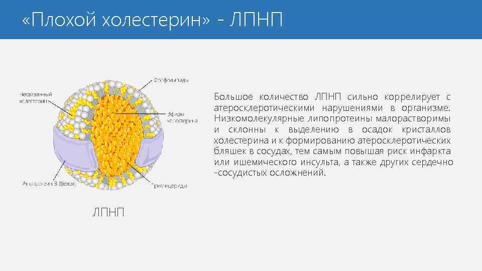  «Плохой холестерин» - ЛПНП Большое количество ЛПНП сильно коррелирует с атеросклеротическими нарушениями в