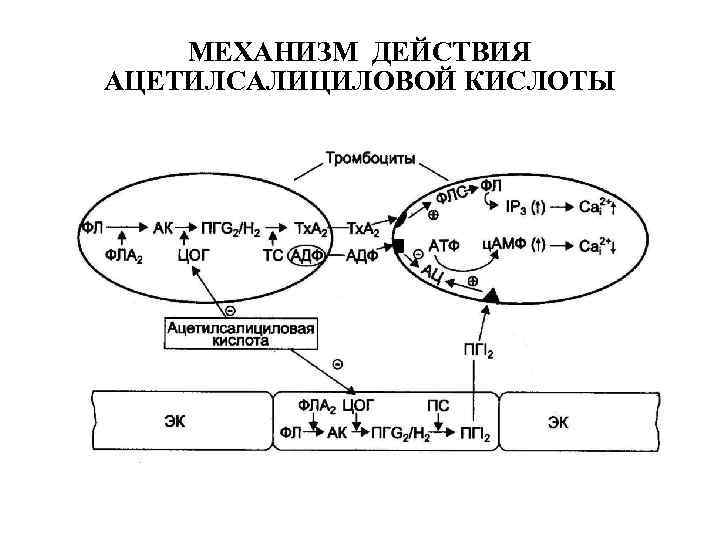 МЕХАНИЗМ ДЕЙСТВИЯ АЦЕТИЛСАЛИЦИЛОВОЙ КИСЛОТЫ 