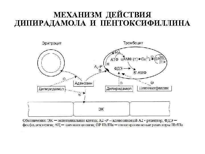 Каков механизм действия