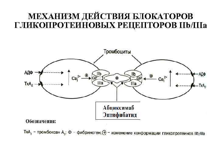 Механизм действия. Ингибиторов гликопротеиновых IIB/IIIA-рецепторов препараты. Ингибитора гликопротеиновых рецепторов IIB/IIIA. Блокаторы гликопротеиновых рецепторов 2б 3а. Блокатор 2б 3а рецепторов тромбоцитов.