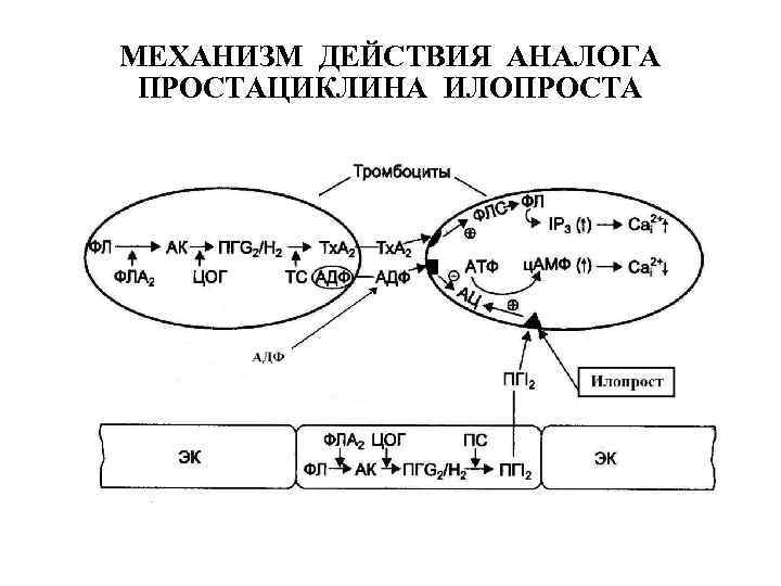 Укажите механизм действия. Механизм действия простациклина. Илопрост механизм действия. Синтез простациклина. Простациклин фармакология.