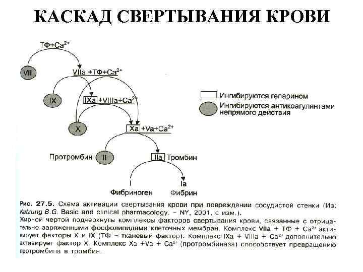 Факторы свертывания крови схема