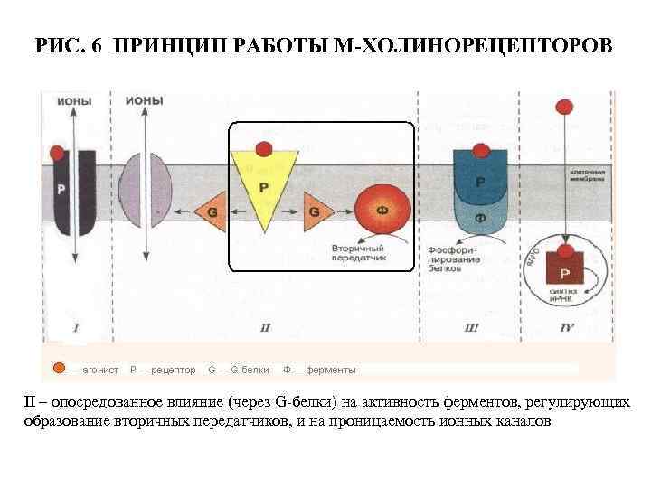 РИС. 6 ПРИНЦИП РАБОТЫ М-ХОЛИНОРЕЦЕПТОРОВ II – опосредованное влияние (через G-белки) на активность ферментов,