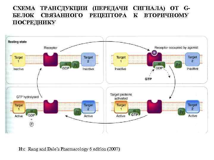 СХЕМА ТРАНСДУКЦИИ (ПЕРЕДАЧИ СИГНАЛА) ОТ GБЕЛОК СВЯЗАННОГО РЕЦЕПТОРА К ВТОРИЧНОМУ ПОСРЕДНИКУ Изменение активности мишени