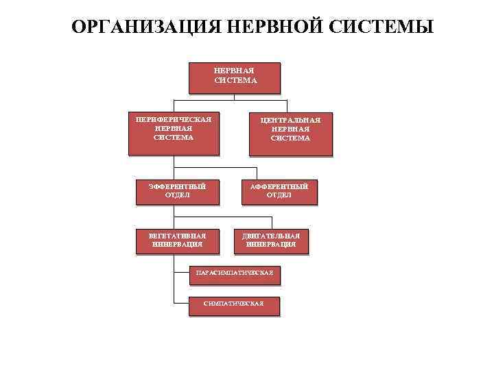 ОРГАНИЗАЦИЯ НЕРВНОЙ СИСТЕМЫ НЕРВНАЯ СИСТЕМА ПЕРИФЕРИЧЕСКАЯ НЕРВНАЯ СИСТЕМА ЭФФЕРЕНТНЫЙ ОТДЕЛ ВЕГЕТАТИВНАЯ ИННЕРВАЦИЯ ЦЕНТРАЛЬНАЯ НЕРВНАЯ