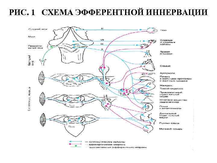 Схема структуры эфферентной иннервации