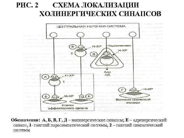 Холинергические синапсы фармакология презентация