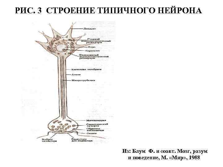 РИС. 3 СТРОЕНИЕ ТИПИЧНОГО НЕЙРОНА Из: Блум Ф. и соавт. Мозг, разум и поведение,